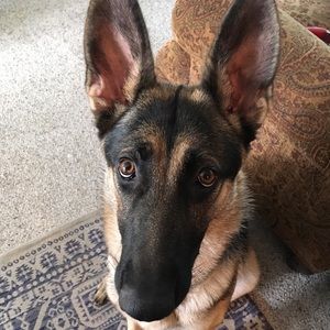 Meet your Posher, Amira